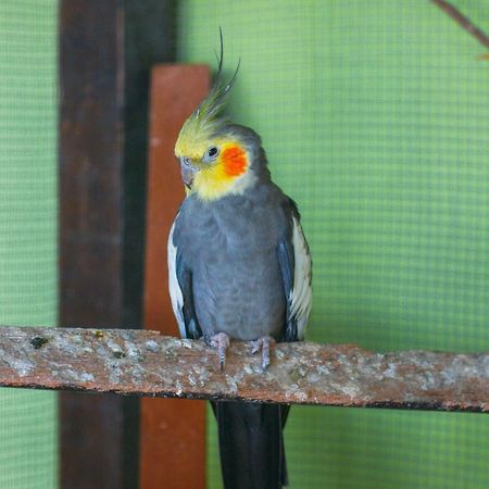 Pousada Campo Alegre Itatiaia  Exterior photo
